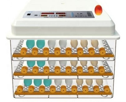 JERS 174 Huevos